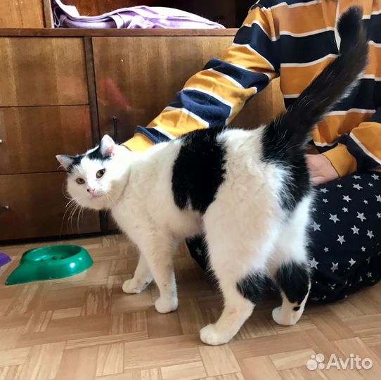 Пушистая булочка