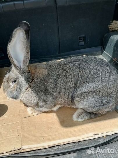 Кролики породы Ризен