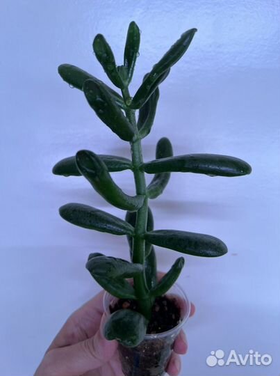 Суккуленты сортовые, кактусы