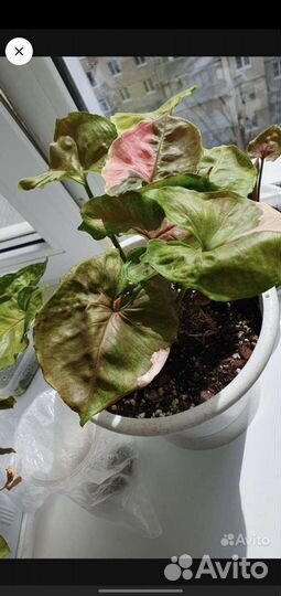 Сингониум клубничный лед