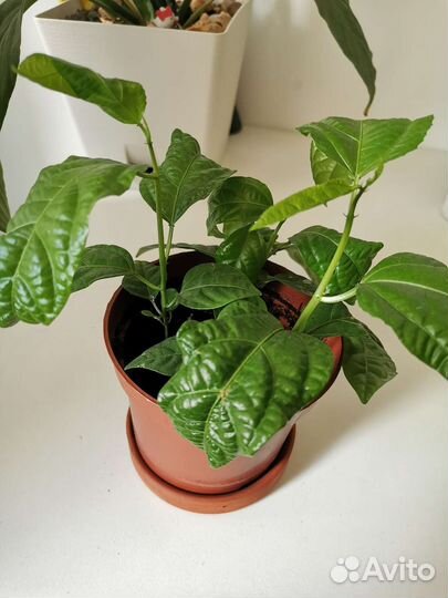 Пассифлора маракуйя