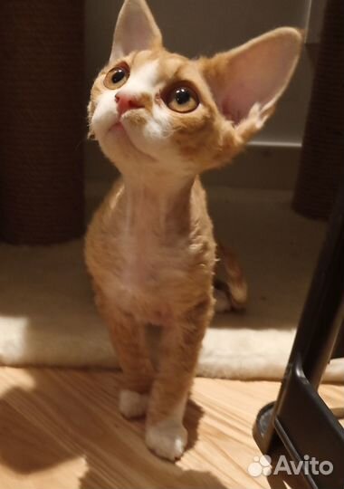 Котик девон Рекс, Рыжик кудрявый дружочек