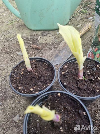 Хоста растение