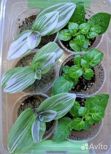 Фуксия традесканция набор подарок цветы