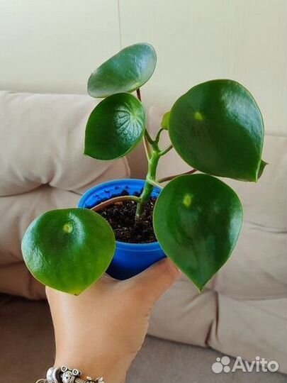 Пеперомия Raindrop