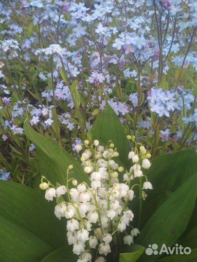 Саженцы цветов многолетнников из Мурмашей