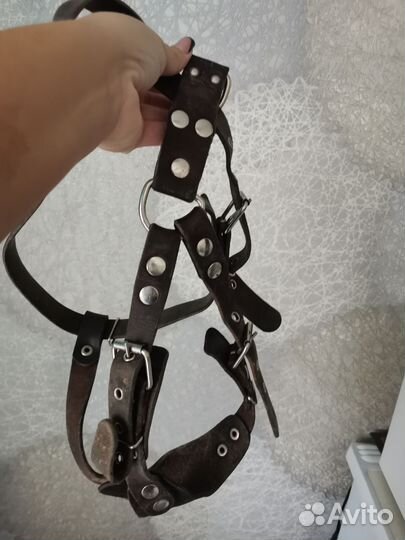 Амуниция для собак