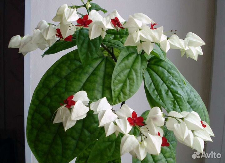 Клеродендрум Томпсона, укорененный черенок