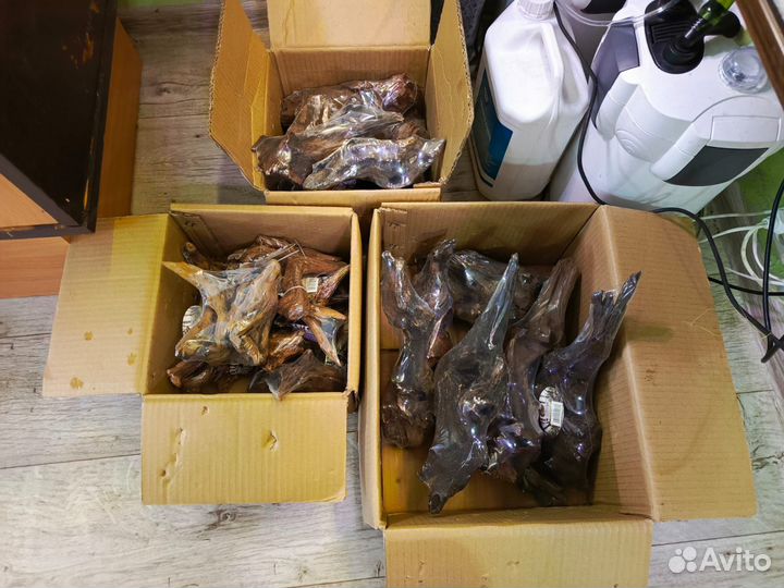 Коряга мангровая