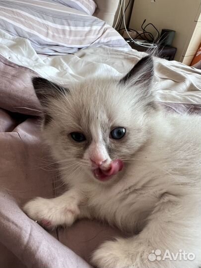 Котята рэгдолл