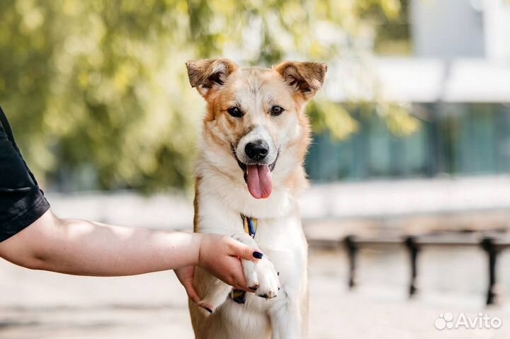 Собака в добрые руки