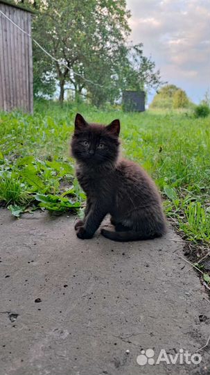 Котята в дар