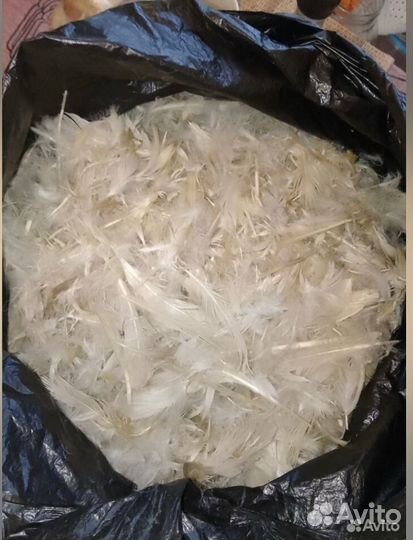 Перо утиное