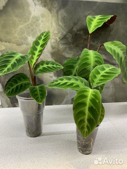 Калатеи разные домашние