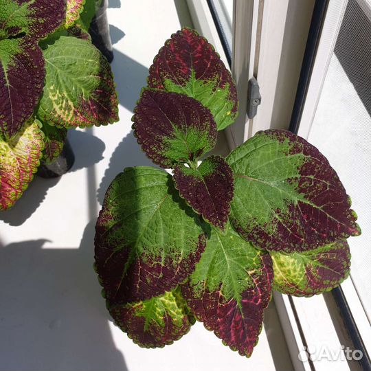 Колеус аватар