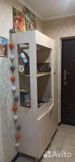 Витрина с парой шиншилл