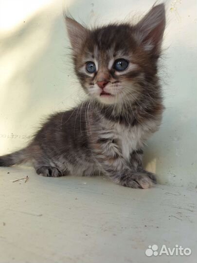 Котенок маленький бесплатно