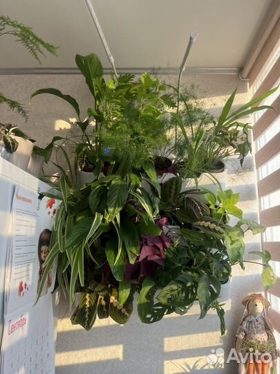 Маранта триколор