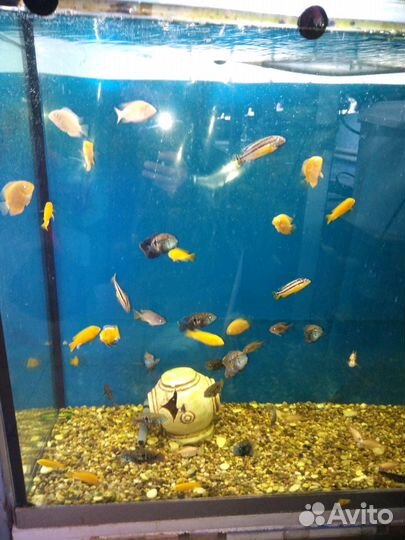 Рыбки гло фиш