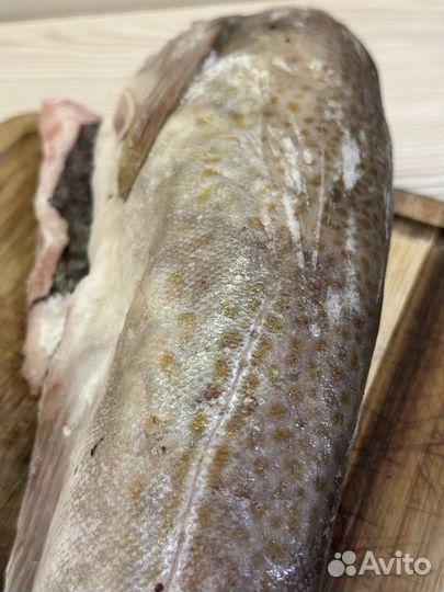 Треска Атлантическая