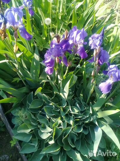 Садовые цветы