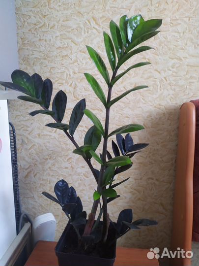 Замиокулькас черный равен(долларовое дерево)