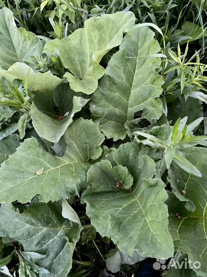 Лопух репейник свежак