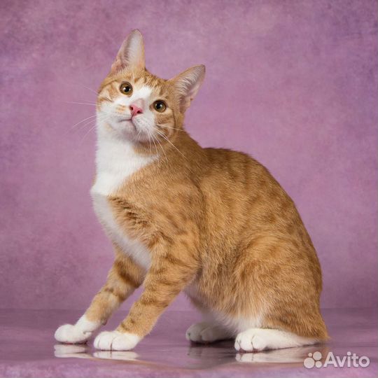 Котик в добрые руки