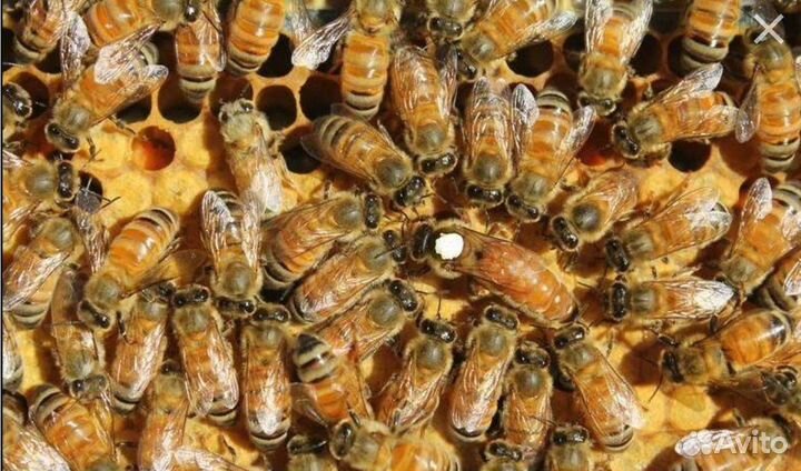 Улей для пчел бу Нижегородец