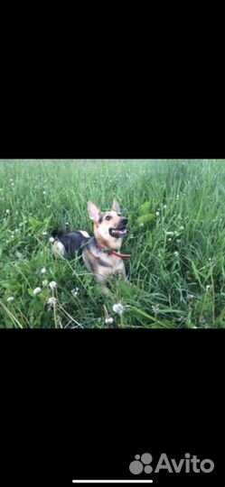 Собака сегодня ищет дом иначе улица