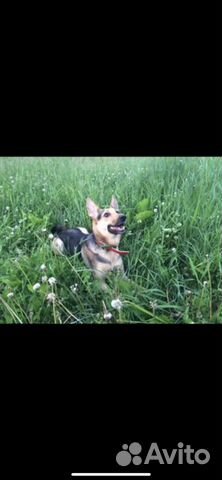 Собака сегодня ищет дом иначе улица