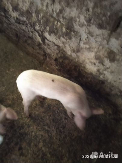 Поросенок ландрас