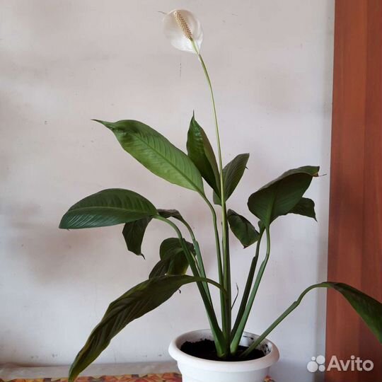 Спатифиллум