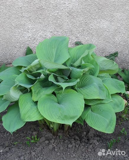 Флокс метельчатый, многолетники