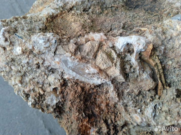 Известняк с включениями