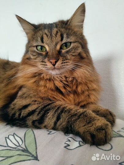 Котик в добрые руки