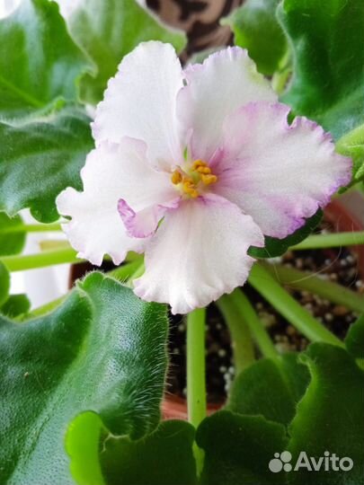 Фиалка Турмалиновое колье