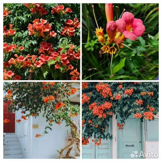 Кампсис, текома 3 сорта