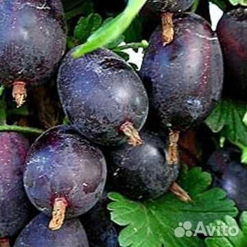 Крыжовник Черносливовый /Рассада крыжовника