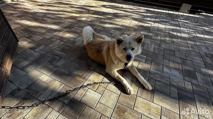 Тротуарная плитка без полной предоплаты