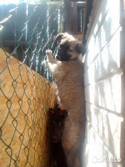 Продается щенок