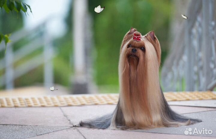 Йоркширский терьер вязка