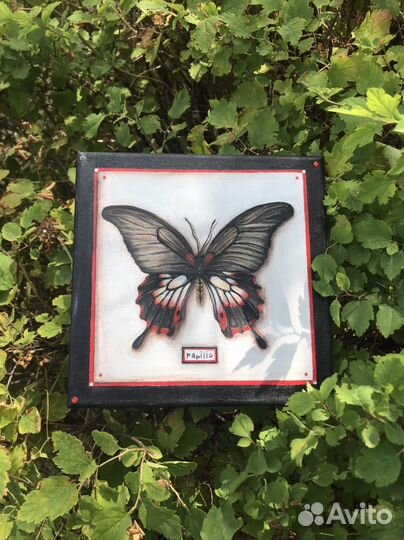 Коллекция бабочек картины