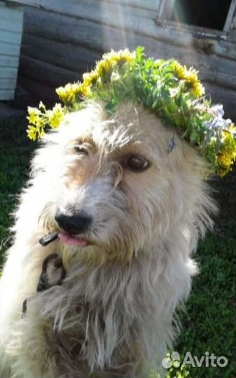 Щенки бесплатно