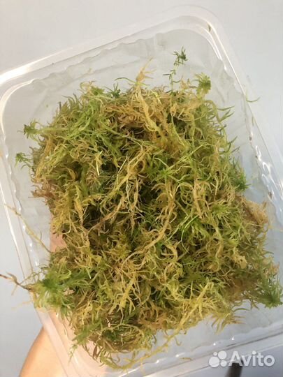 Мох сфагнум живой