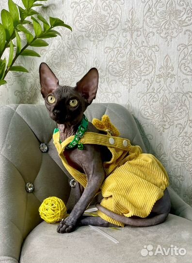 Канадский сфинкс котенок