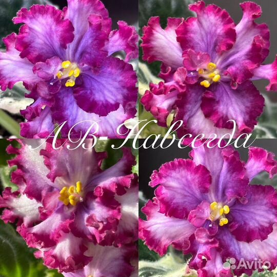 Сортовые фиалки