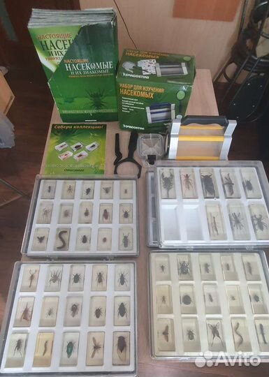 Насекомые и их знакомые