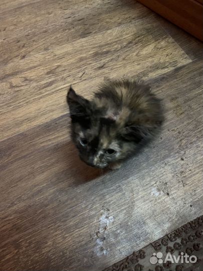 Отдам котенка