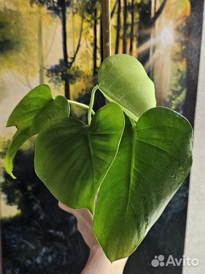 Монстера, алоказия, неоальсомитра, арабика